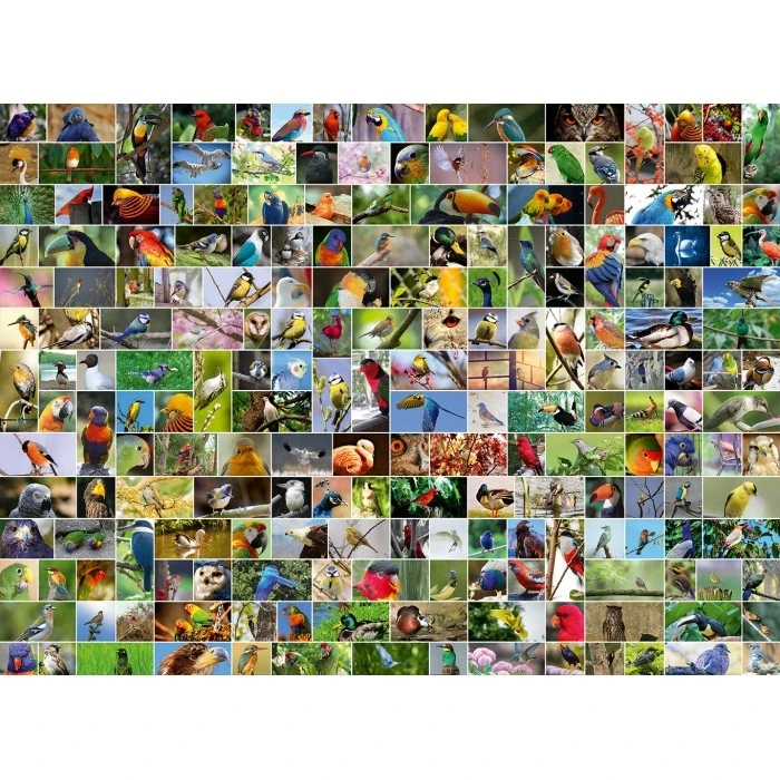 Bluebird Puzzle Collage - 's Werelds Mooiste Vogels - Puzzel Van 4000 Stukjes 3 Bluebird Puzzle Collage - 's Werelds Mooiste Vogels - Puzzel Van 4000 Stukjes