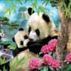 Educa Panda's - Legpuzzel Van 1000 Stukjes