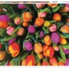 Piatnik Tulpen - 1000 Stukjes -Puzzelwinkel piatnik tulpen 1000 stukjes