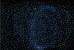 Ravensburger Krypt - Universe Glow - Puzzel Van 881 Stukjes -Puzzelwinkel ravensburger krypt universe glow puzzel van 881 st 1