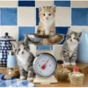 Schmidt Katten In De Keuken - 500 Stukjes -Puzzelwinkel schmidt katten in de keuken 500 stukjes